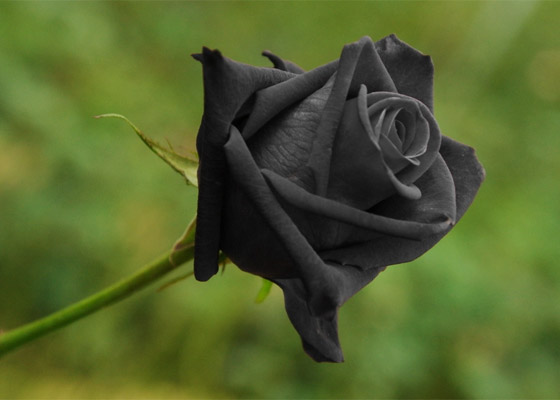  صورة رقم 1 - يرمز للحب وينمو بمدينة واحدة.. قصة الورد الأسود الذي يُصنع منه المربى