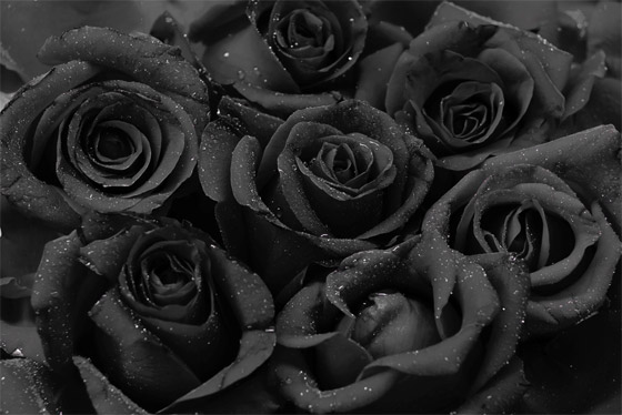  صورة رقم 4 - يرمز للحب وينمو بمدينة واحدة.. قصة الورد الأسود الذي يُصنع منه المربى