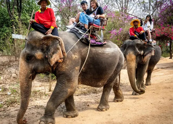  صورة رقم 8 - صورة مروعة.. هذا ما يحدث لظهر الفيل بعد عقود من حمل السياح!