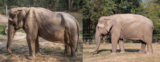  صورة رقم 2 - صورة مروعة.. هذا ما يحدث لظهر الفيل بعد عقود من حمل السياح!