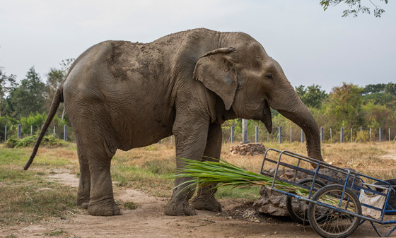  صورة رقم 3 - صورة مروعة.. هذا ما يحدث لظهر الفيل بعد عقود من حمل السياح!