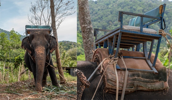  صورة رقم 4 - صورة مروعة.. هذا ما يحدث لظهر الفيل بعد عقود من حمل السياح!
