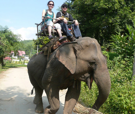  صورة رقم 7 - صورة مروعة.. هذا ما يحدث لظهر الفيل بعد عقود من حمل السياح!