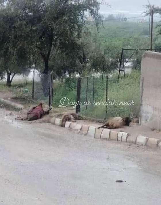  صورة رقم 4 - وفاة راعي أغنام مع قطيعه صعقاً بالكهرباء في الأردن