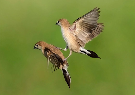 بدا كأنه يحملها.. مصور يوثق طائرا يطارد أنثى في موسم التزاوج بقطر صورة رقم 1