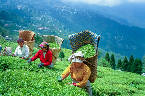 صور: زوروا أجمل 3 وجهات سياحية آسيوية للاستمتاع بمذاق الشاي صورة رقم 1