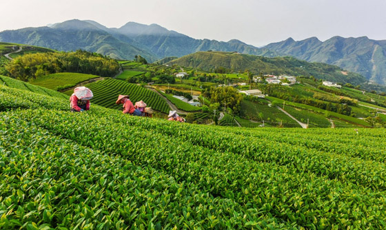 صور: زوروا أجمل 3 وجهات سياحية آسيوية للاستمتاع بمذاق الشاي صورة رقم 3