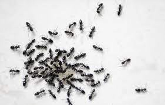  صورة رقم 7 - تُغني عن شراء المبيدات.. طرق التخلص من النمل الأسود في البيت