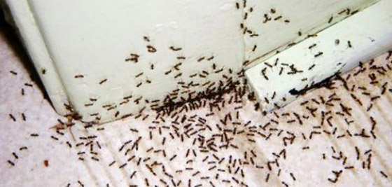  صورة رقم 3 - تُغني عن شراء المبيدات.. طرق التخلص من النمل الأسود في البيت