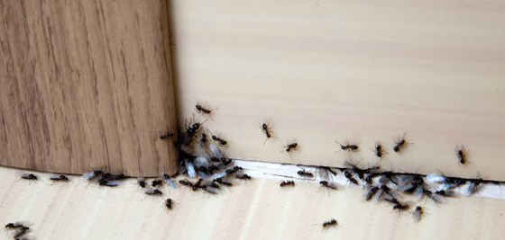  صورة رقم 1 - تُغني عن شراء المبيدات.. طرق التخلص من النمل الأسود في البيت