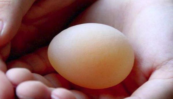  صورة رقم 4 - بيضة دجاجة غريبة بدون قشرة تثير ضجة