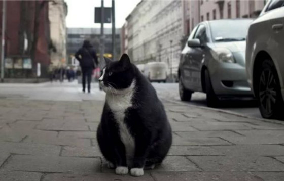  صورة رقم 7 - حمية قاسية لقط شهير في بولندا!