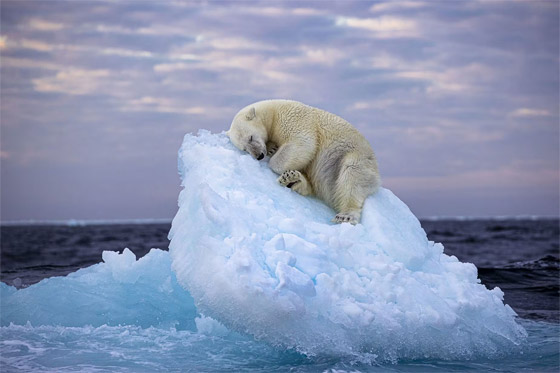 صورة رقم 6 - بينها دب قطبي نائم على الجليد.. الصور المرشحة لجائزة مصور الحياة البرية 2023