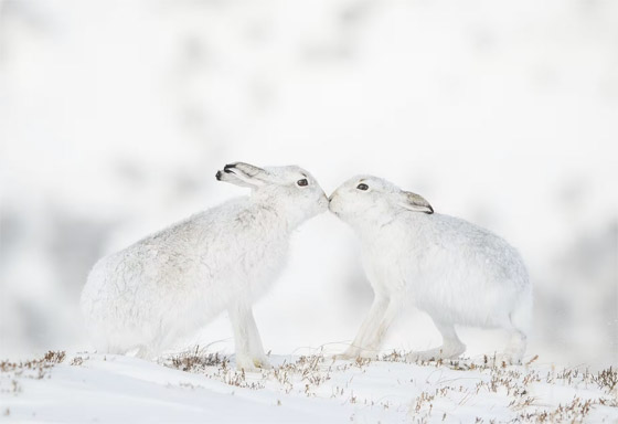  صورة رقم 7 - بينها دب قطبي نائم على الجليد.. الصور المرشحة لجائزة مصور الحياة البرية 2023