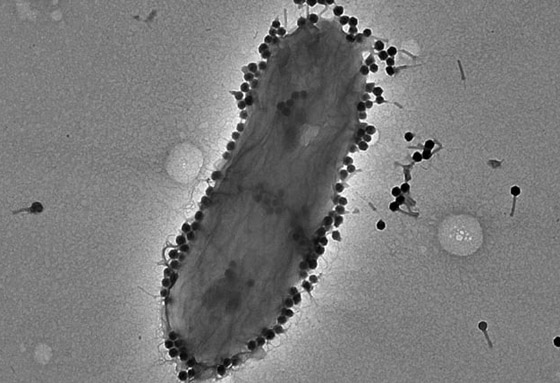 البكتيريا الخارقة.. مرض يهدد بقتل الملايين سنويا بحلول 2050 صورة رقم 7