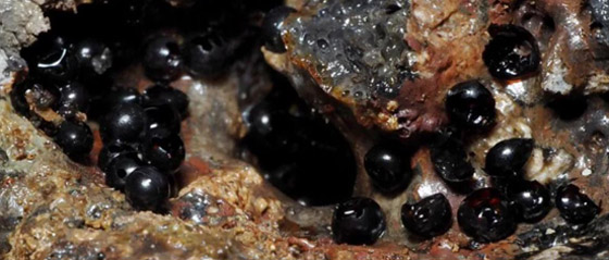 علماء يكتشفون بيوضا سوداء غامضة في قاع المحيط.. صور صورة رقم 1