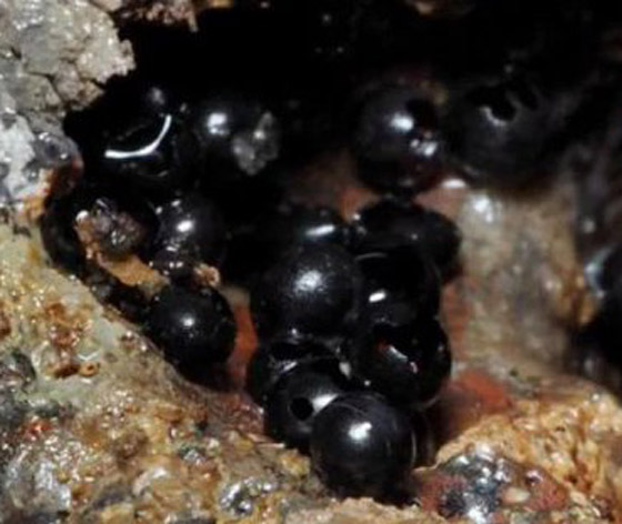 علماء يكتشفون بيوضا سوداء غامضة في قاع المحيط.. صور صورة رقم 4