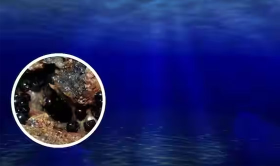 علماء يكتشفون بيوضا سوداء غامضة في قاع المحيط.. صور صورة رقم 3