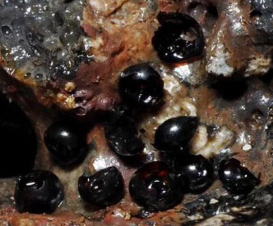 علماء يكتشفون بيوضا سوداء غامضة في قاع المحيط.. صور صورة رقم 5