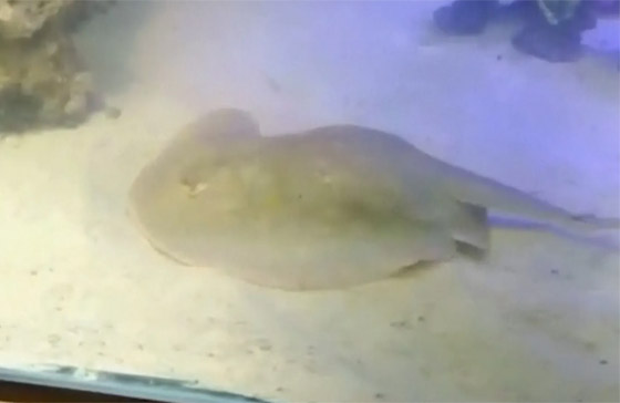 سمكة حامل من دون تزاوج تثير فضول العلماء في أمريكا صورة رقم 2