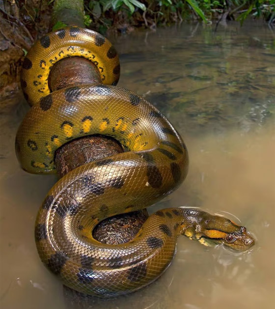 وزنها نصف طن.. اكتشاف أكبر وأثقل أنواع الثعابين في العالم (صور) صورة رقم 1