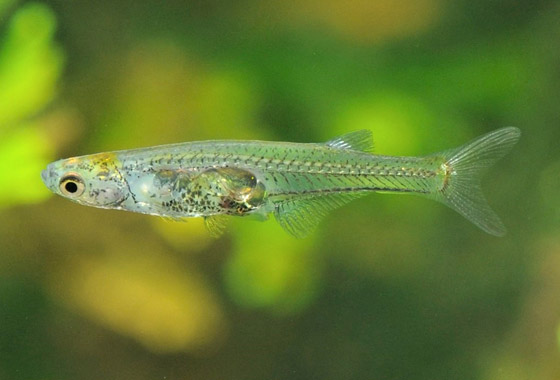 أصغر أسماك العالم تثير دهشة العلماء.. تصدر صوتا أعلى من الطلقة النارية (فيديو) صورة رقم 1