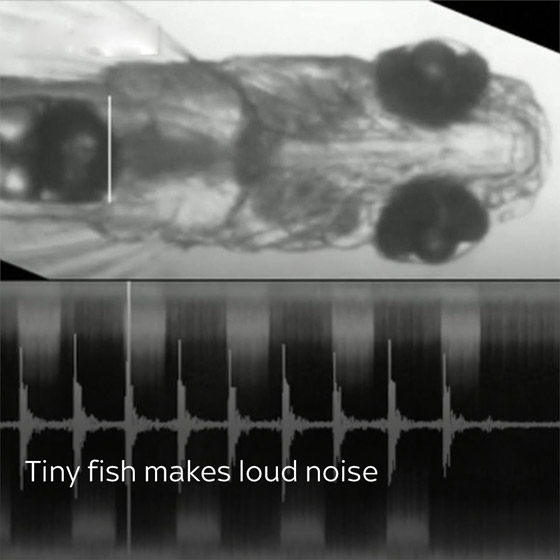 أصغر أسماك العالم تثير دهشة العلماء.. تصدر صوتا أعلى من الطلقة النارية (فيديو) صورة رقم 3