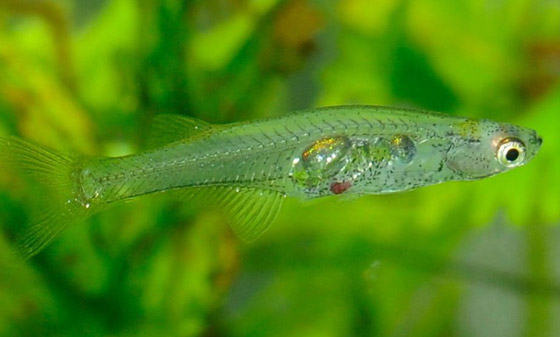 أصغر أسماك العالم تثير دهشة العلماء.. تصدر صوتا أعلى من الطلقة النارية (فيديو) صورة رقم 5
