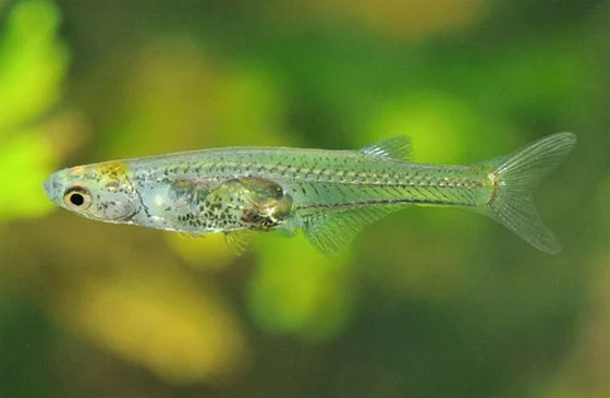 أصغر أسماك العالم تثير دهشة العلماء.. تصدر صوتا أعلى من الطلقة النارية (فيديو) صورة رقم 7