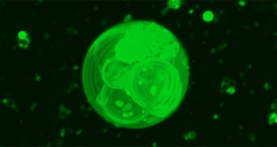 اكتشاف كيفية تشكل الخلايا الأولى على كوكب الأرض صورة رقم 1