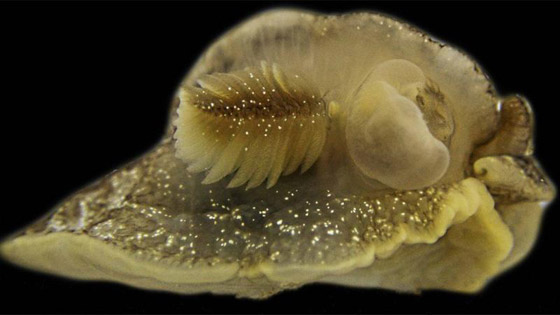 مفاجأة في مياه المملكة المتحدة إثر اكتشاف مخلوق بحري غامض بالصدفة صورة رقم 7