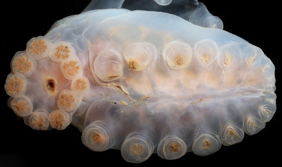 مفاجأة في مياه المملكة المتحدة إثر اكتشاف مخلوق بحري غامض بالصدفة صورة رقم 10