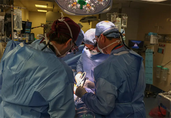 فيديو: جراحون أمريكيون يزرعون كلية خنزير معدل وراثيا لمريض حي صورة رقم 3