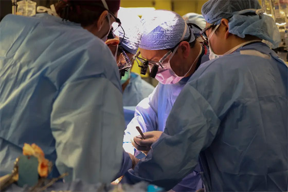فيديو: جراحون أمريكيون يزرعون كلية خنزير معدل وراثيا لمريض حي صورة رقم 9