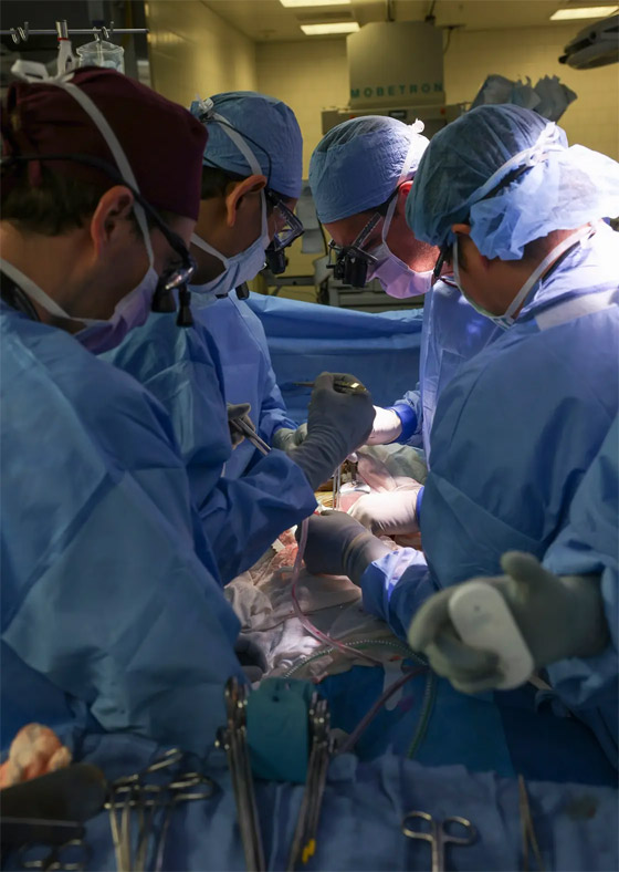 فيديو: جراحون أمريكيون يزرعون كلية خنزير معدل وراثيا لمريض حي صورة رقم 13