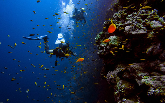 تجربة الغطس في جزر المالديف مثالية لاستكشاف الحياة البحرية صورة رقم 5