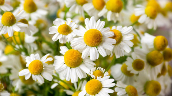 تعاني من الحساسية خلال فصل الربيع؟ إليك 5 أعشاب تساعد بالتقليل من أعراضها صورة رقم 5