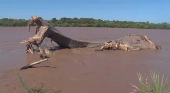  الفيضانات تقتلع شجرة عمرها 800 عام في كينيا! صورة رقم 2