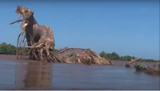  الفيضانات تقتلع شجرة عمرها 800 عام في كينيا! صورة رقم 4