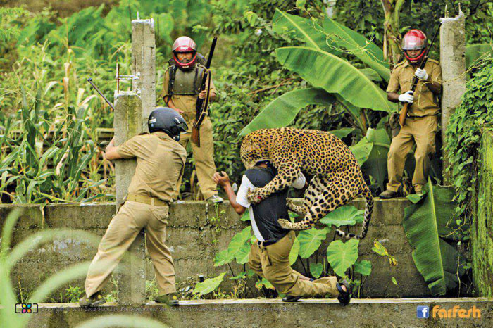 أحد النمور يهاجم حارس الغابة في الهند