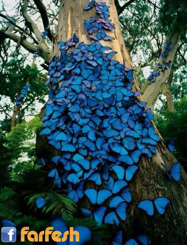 الفراشات الزرقاء في غابات الامازون المطيرة في البرازيل