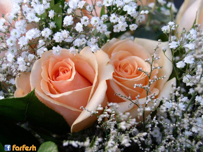 الورد جميل وبس للناس الحلوين :-)
