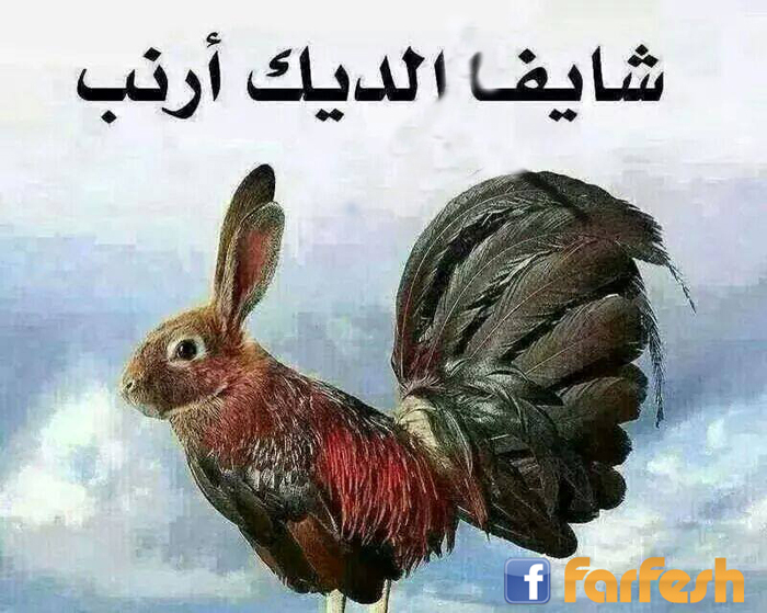 شايف الديك أرنب...