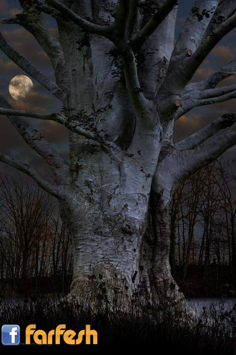 نظرة خاطفة للقمر من بين اغصان هذه الشجرة العمرة