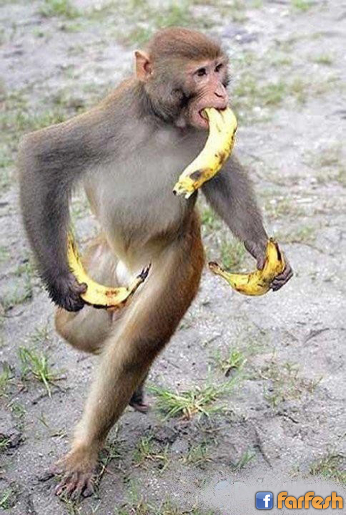 ههه صورة لقرد يسرق الموز