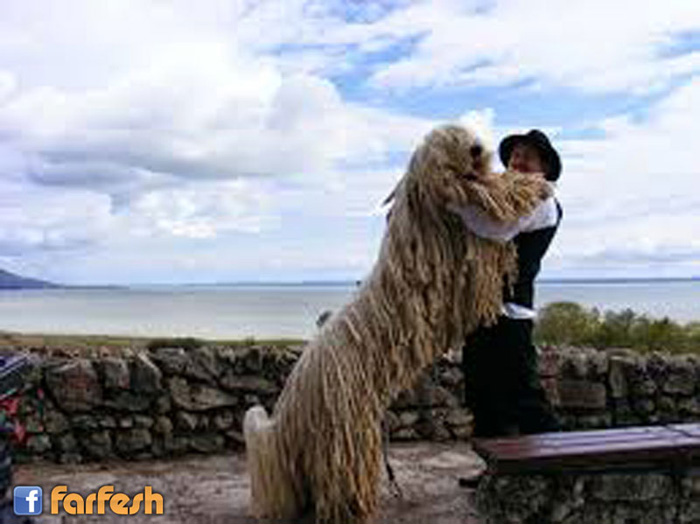 كلب كوموندور - هو من كلاب الرعي يتميز بشعر كثيف وطويل.