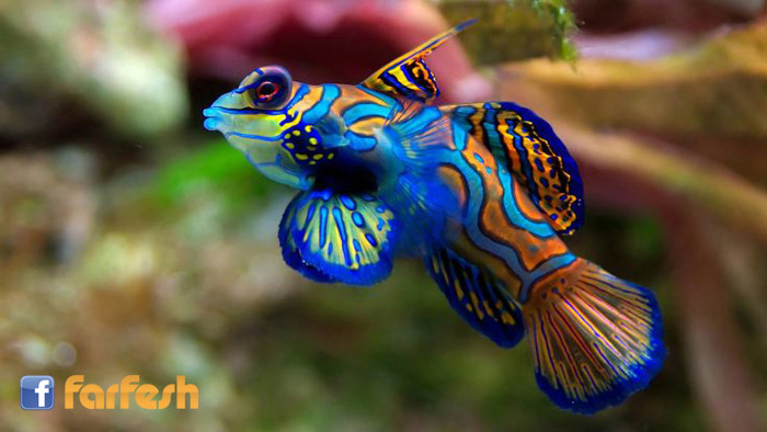 سمكة تتميز بالوانها الجميلة