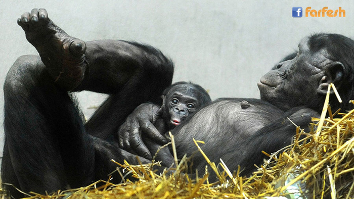 وليد صغير لشمبانزي البونوبو في حضن أمه بحديقة الحيوان غرب ألمانيا