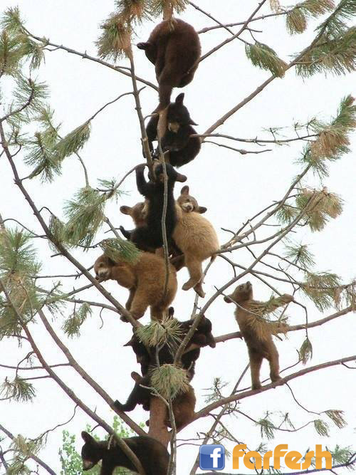شجرة كاملة من اطفال  الدببه