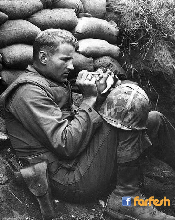 جندي يطعم قطة في الحرب .